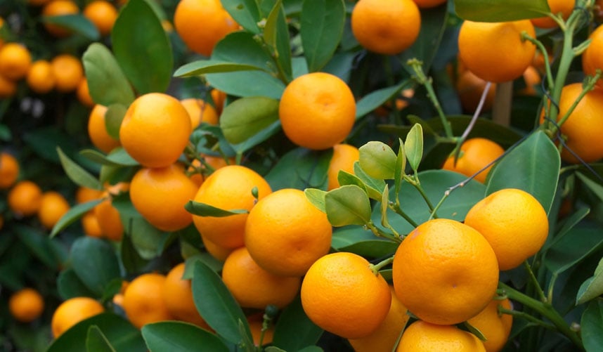 Citrus Sales Suspension