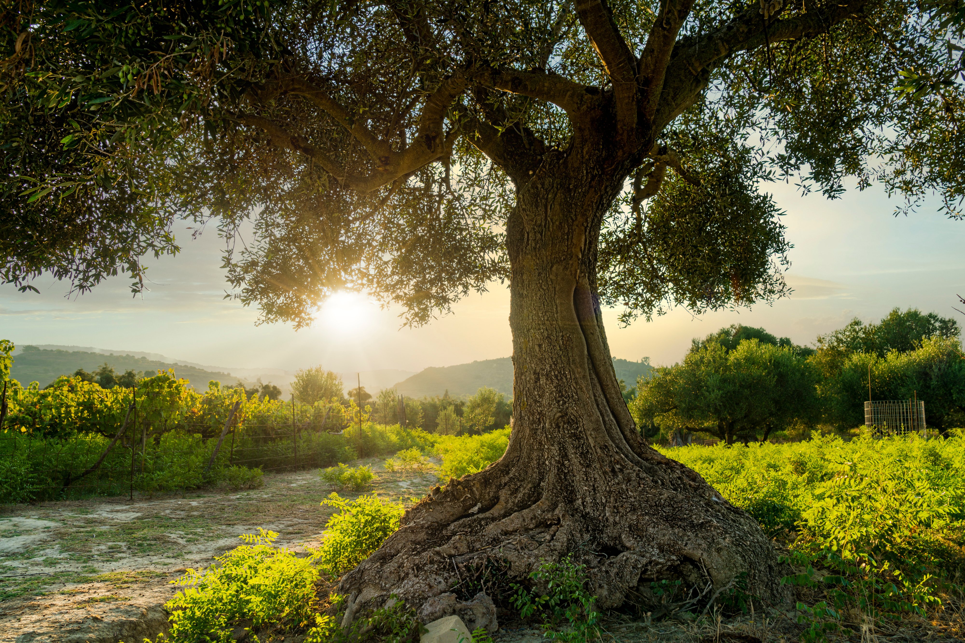 Olive Tree