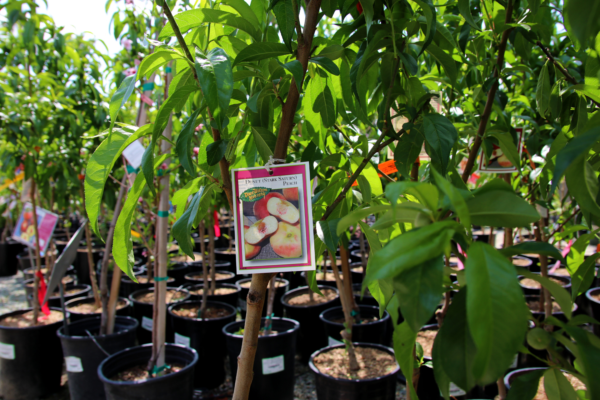 Discover the Best Fruit Trees for Your Backyard