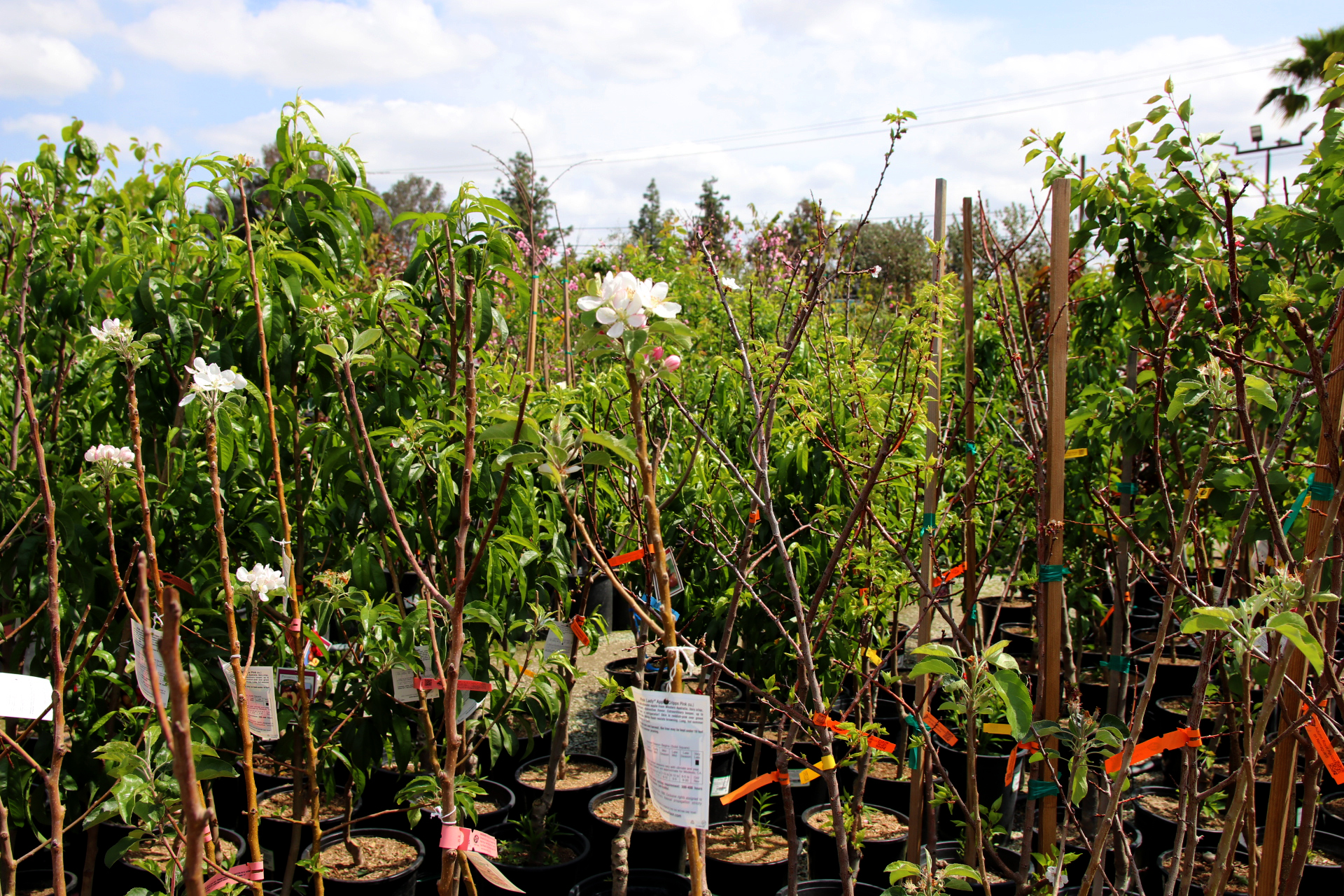 Discover the Best Plum Fruit Tree Varieties for Your Garden