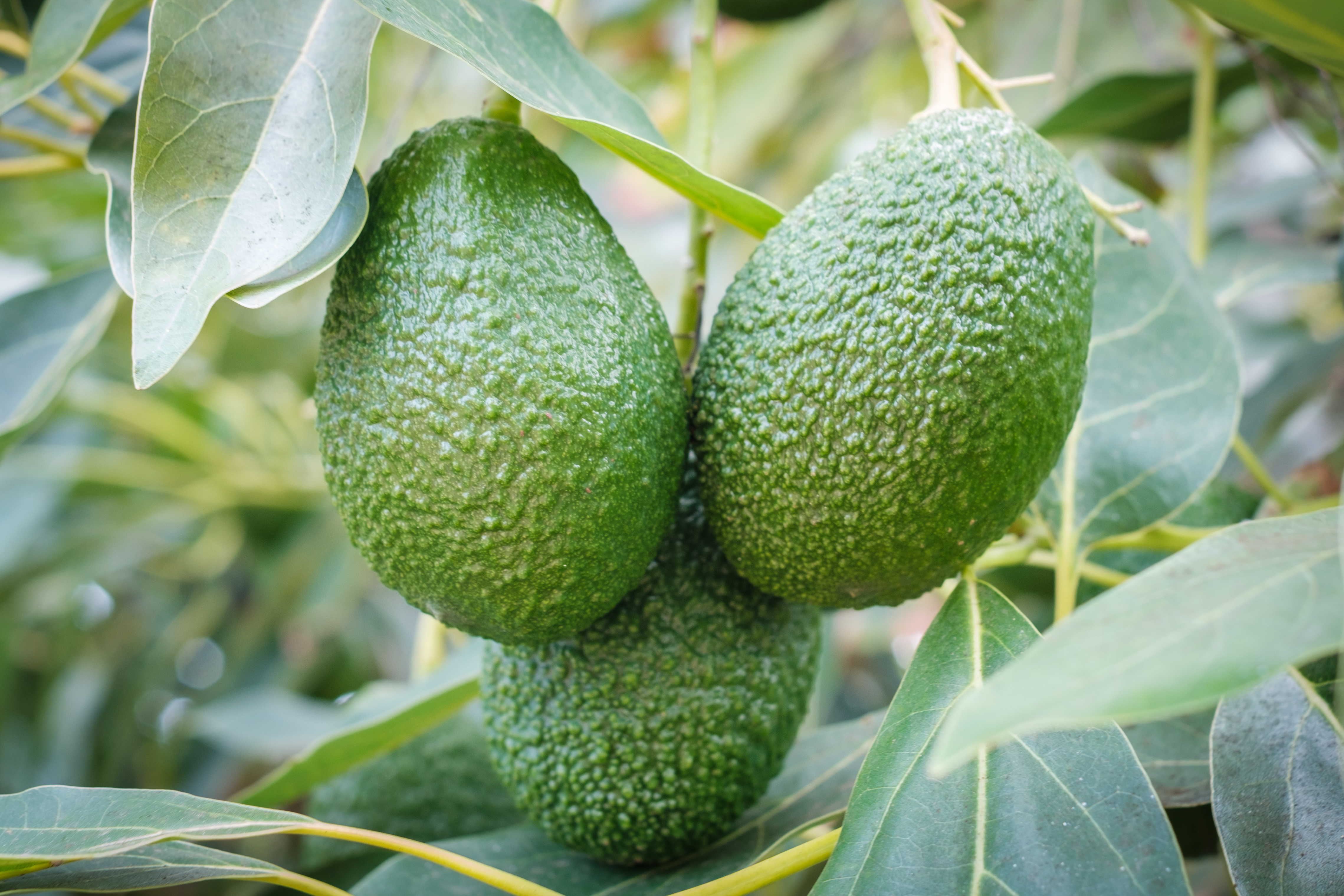 Discover the Fuerte Avocado Tree: Care and Benefits