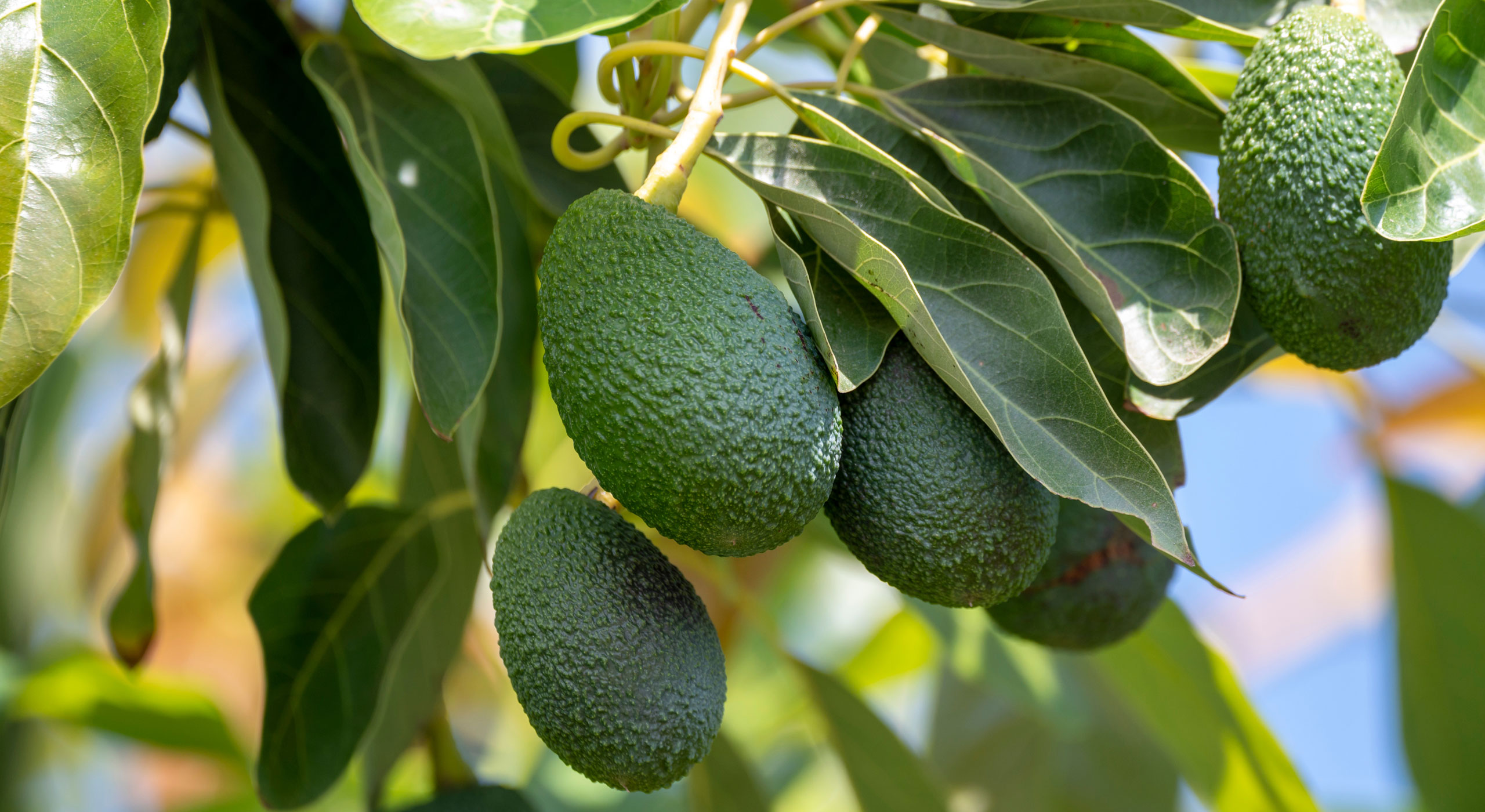 Bacon or Hass Avocado Tree: Which One to Choose?