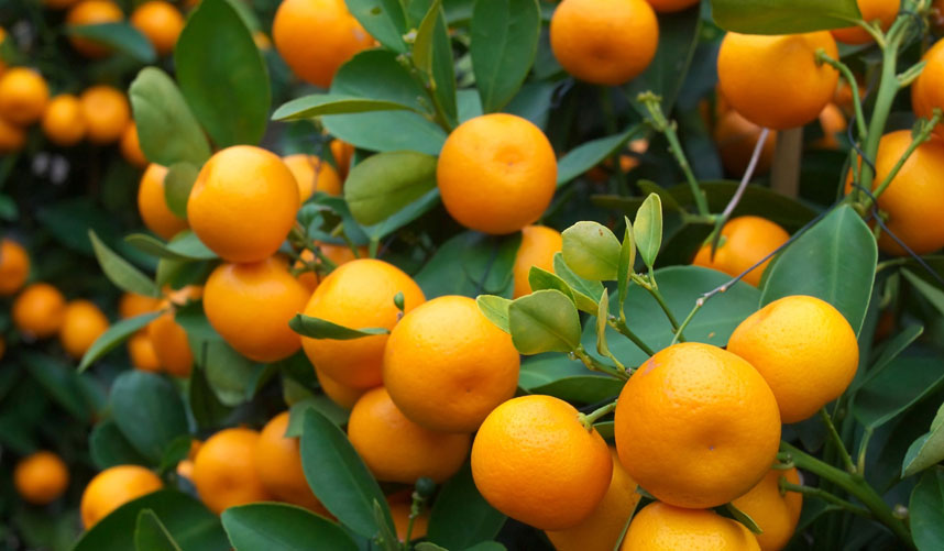 Important Announcement: Citrus Sales Suspension